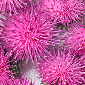 Organic Milk Thistle