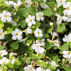 Organic Bacopa Monnieri Powder