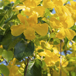 Organic Cat’s Claw Powder