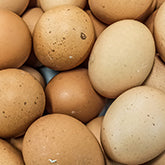 Eggshell Membrane Collagen