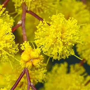 Acacia Decurrens Flower Extract