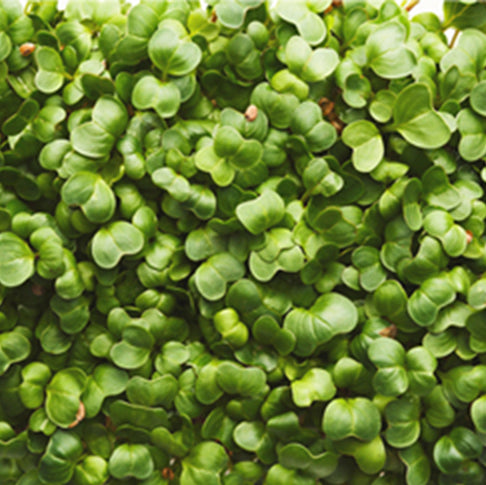 Organic Alfalfa Grass Juice