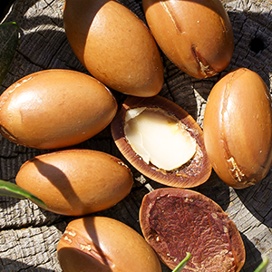 Argan Stem Cells Sprout