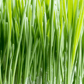 Organic Barley Grass