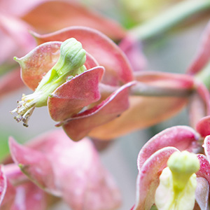 Candelilla/Jojoba/Rice Bran Polyglyceryl-3 Esters