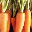 Organic Carrot
