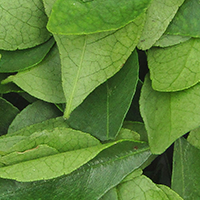Orgen-I® (curry leaves extract)