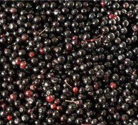 Organic Elderberry