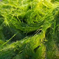 Organic Marine Algae (Aquamin F®)