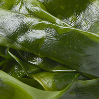 Organic Kelp