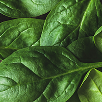 Organic Spinach