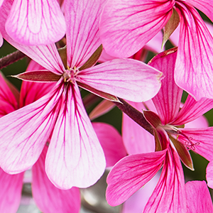 Rose Geranium Essential Oil