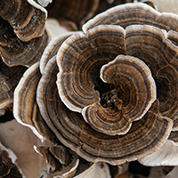 Organic Turkey Tail Mushroom