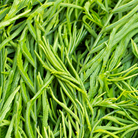 Organic Acacia Fiber