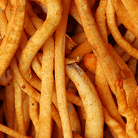 Organic Cordyceps Mushroom