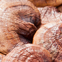 Organic Reishi Mushroom
