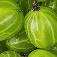 Organic Amla Fruit Powder