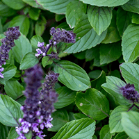Organic Holy Basil Leaf