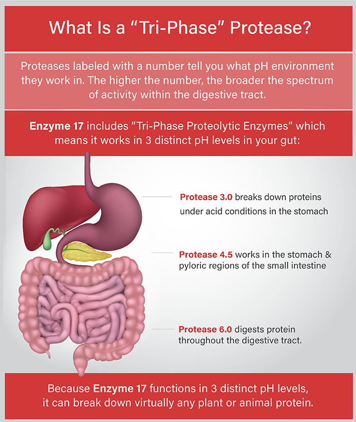 Optimal Digestion Bundle
