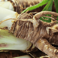 Organic Dong Quai Root