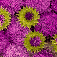 Organic Milk Thistle Seed  