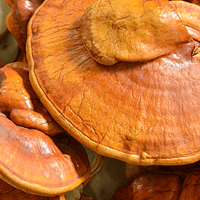 Organic Reishi Mushroom