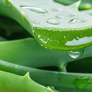 Aloe Barbadensis Leaf Juice
