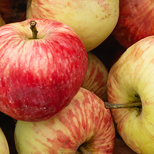 Apple Stem Cells Extract