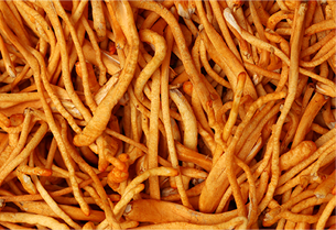 Organic Cordyceps