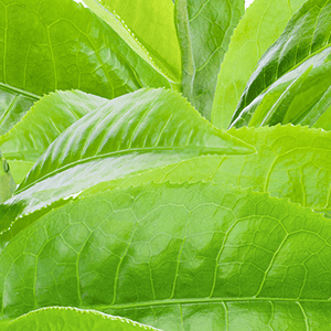 Methylsulfonylmethane (MSM)