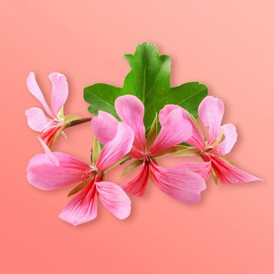 Pelargonium Graveolens Essential Oil (Rose Geranium Essential Oil)