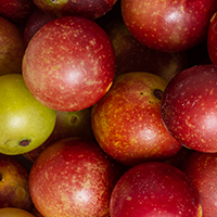 Organic Camu Camu Fruit