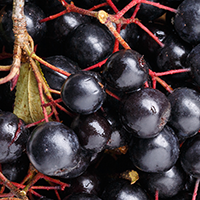 Organic Elderberry Fruit