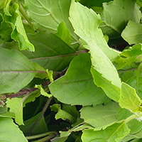 Organic Holy Basil Leaf