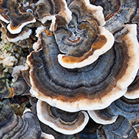 Organic Turkey Tail Mushroom 