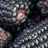 Organic Purple Corn Powder